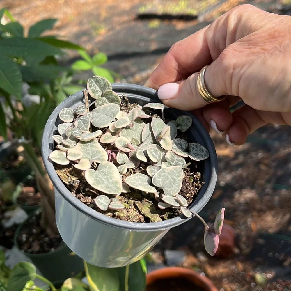 VG string of Hearts 4inch- Ceropegia Woodii out of stock - Picture 2 of 4